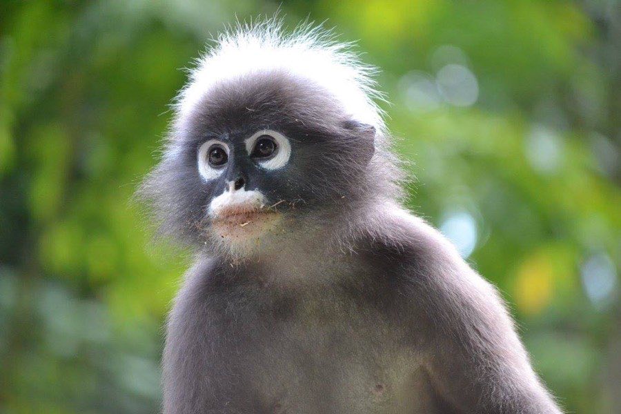 Langur dans la forêt de Khao Sok
